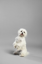 Photo of Cute white Maltese dog on light grey background, space for text