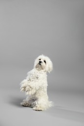 Photo of Cute white Maltese dog on light grey background, space for text