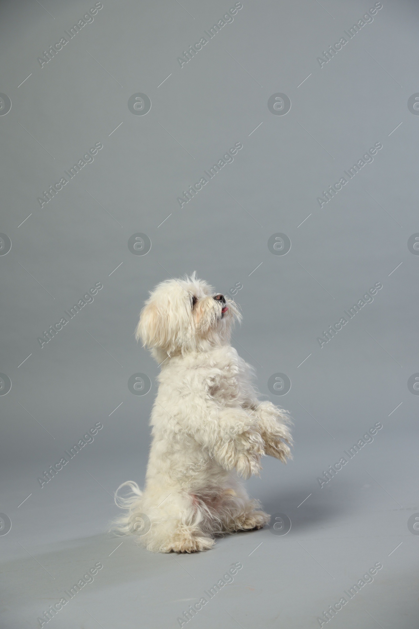 Cute white Maltese dog on light grey background, space for text Photo of Cute white Maltese dog on light grey background, space for text