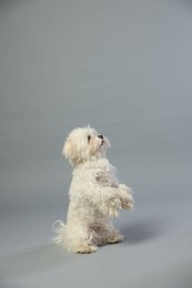 Photo of Cute white Maltese dog on light grey background, space for text