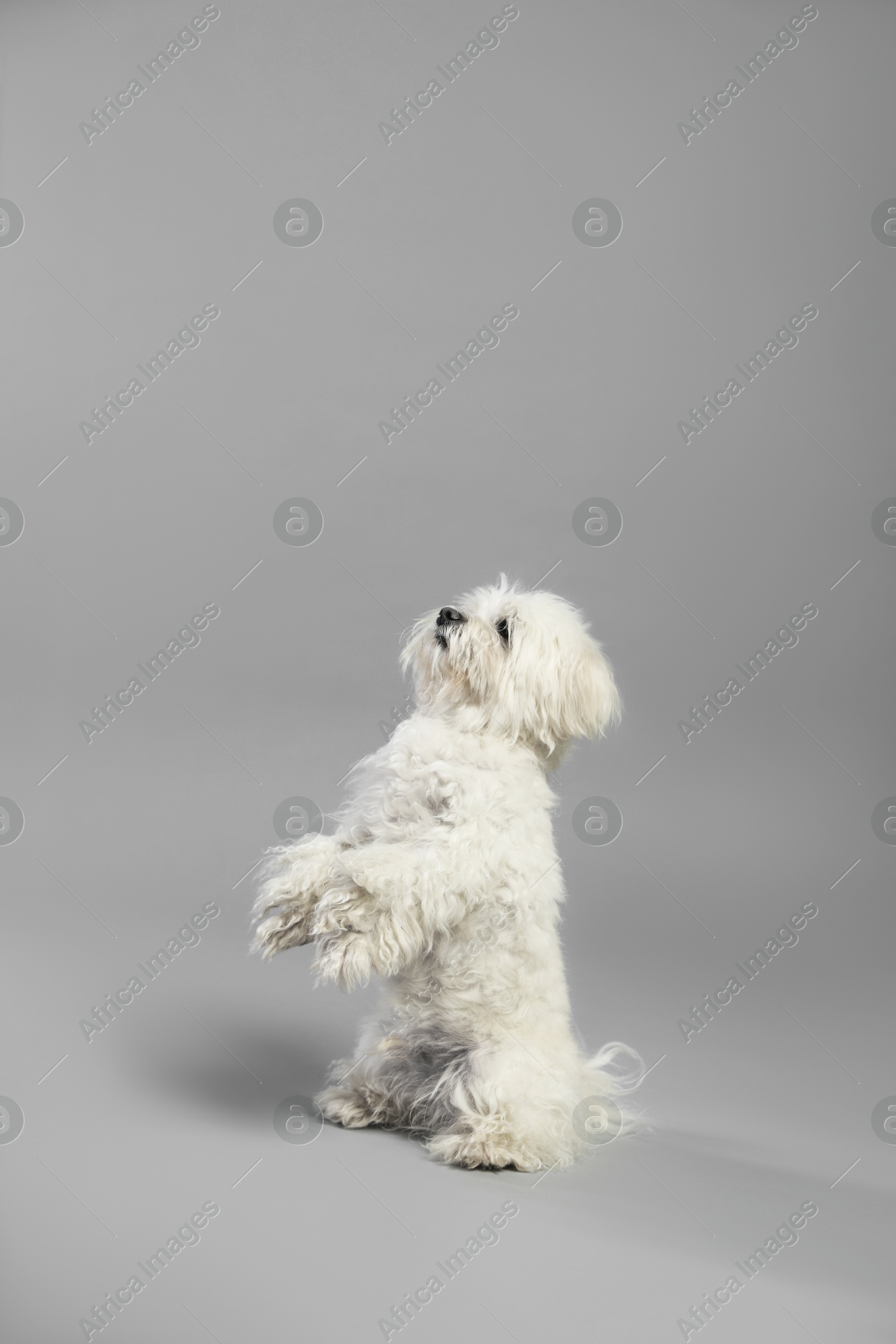 Cute white Maltese dog on light grey background, space for text Photo of Cute white Maltese dog on light grey background, space for text