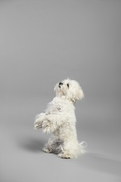 Photo of Cute white Maltese dog on light grey background, space for text
