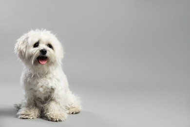 Photo of Cute white Maltese dog on light grey background, space for text