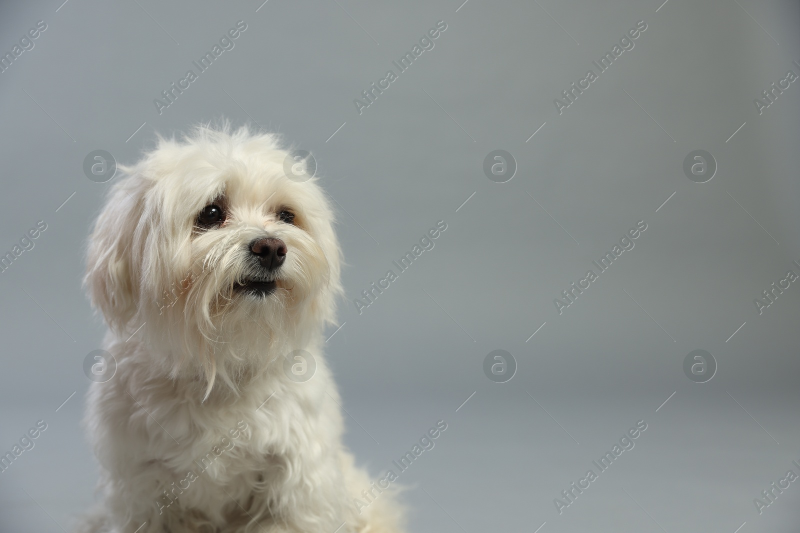 Cute white Maltese dog on light grey background, space for text Photo of Cute white Maltese dog on light grey background, space for text