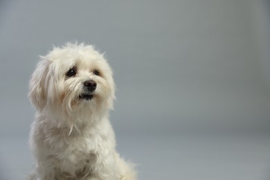 Photo of Cute white Maltese dog on light grey background, space for text
