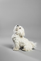 Photo of Cute white Maltese dog on light grey background, space for text