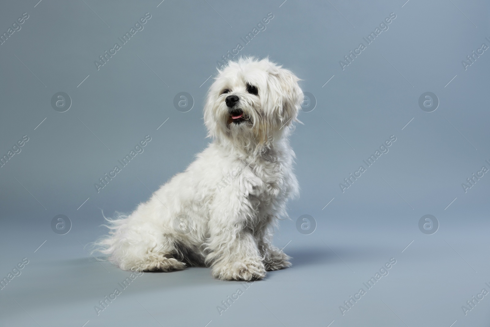 Photo of Cute white Maltese dog on light grey background