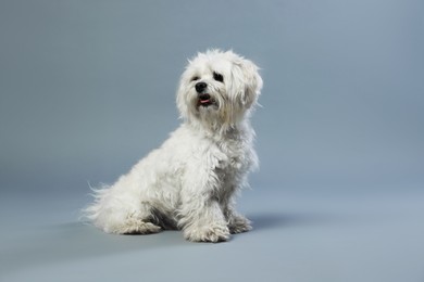 Photo of Cute white Maltese dog on light grey background