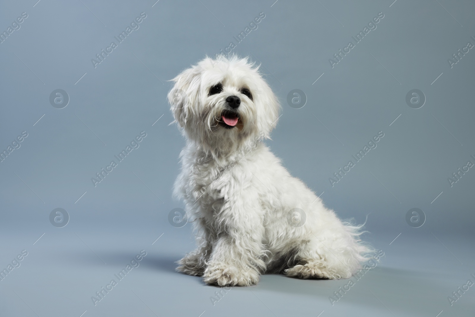 Photo of Cute white Maltese dog on light grey background