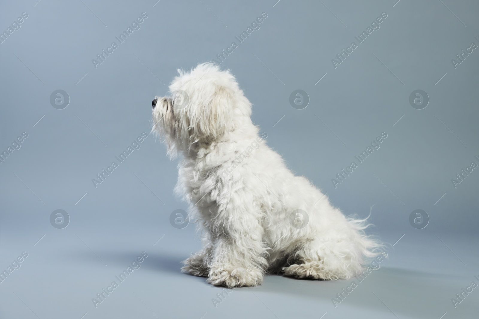 Photo of Cute white Maltese dog on light grey background