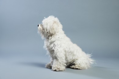 Photo of Cute white Maltese dog on light grey background