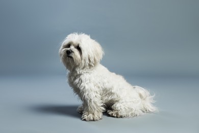 Photo of Cute white Maltese dog on light grey background