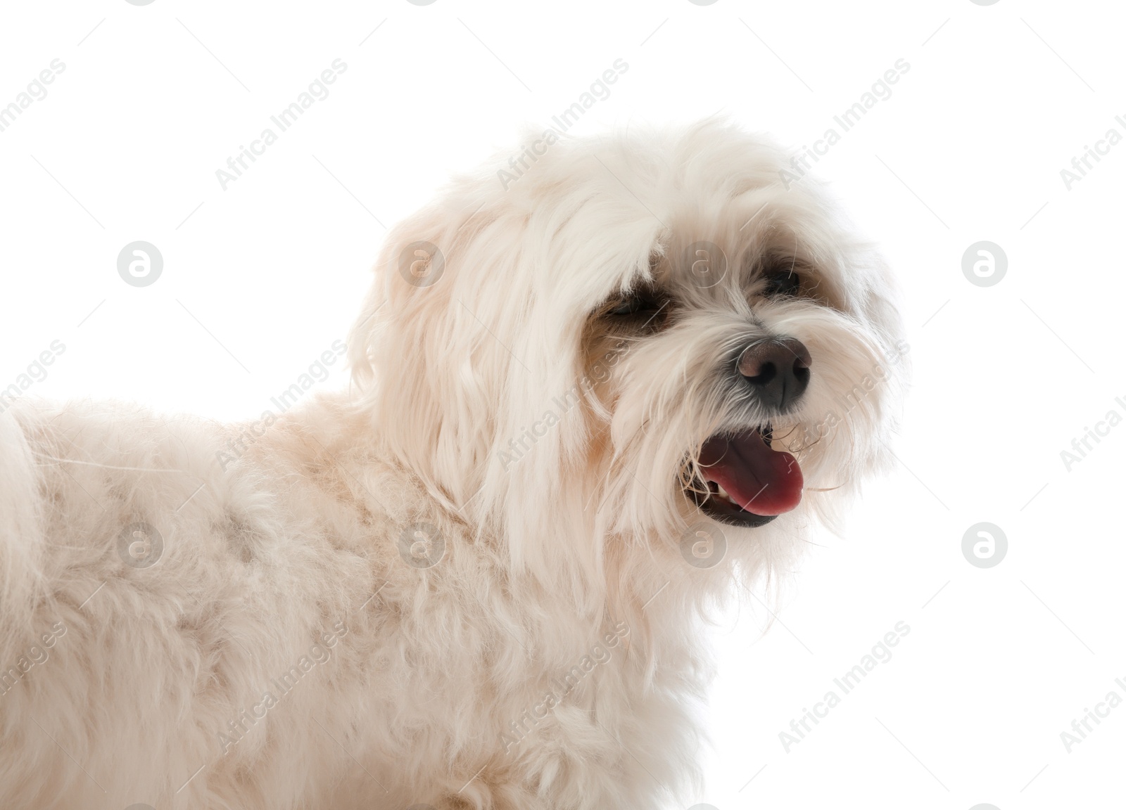 Photo of Cute Maltese dog on white background. Adorable pet