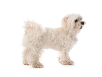 Photo of Cute Maltese dog on white background. Adorable pet