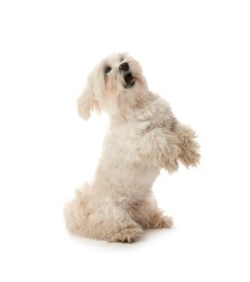 Photo of Cute Maltese dog on white background. Adorable pet