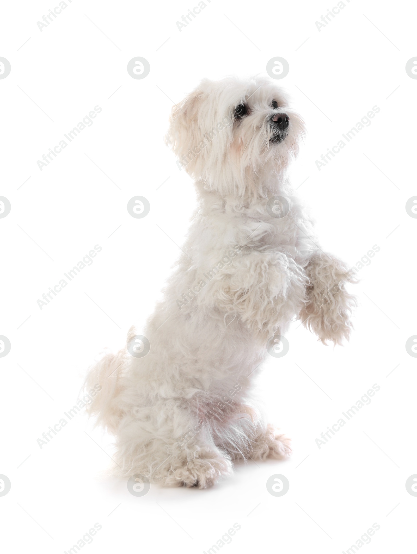 Cute Maltese dog on white background. Adorable pet Photo of Cute Maltese dog on white background. Adorable pet