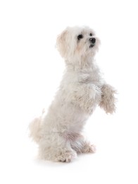 Photo of Cute Maltese dog on white background. Adorable pet