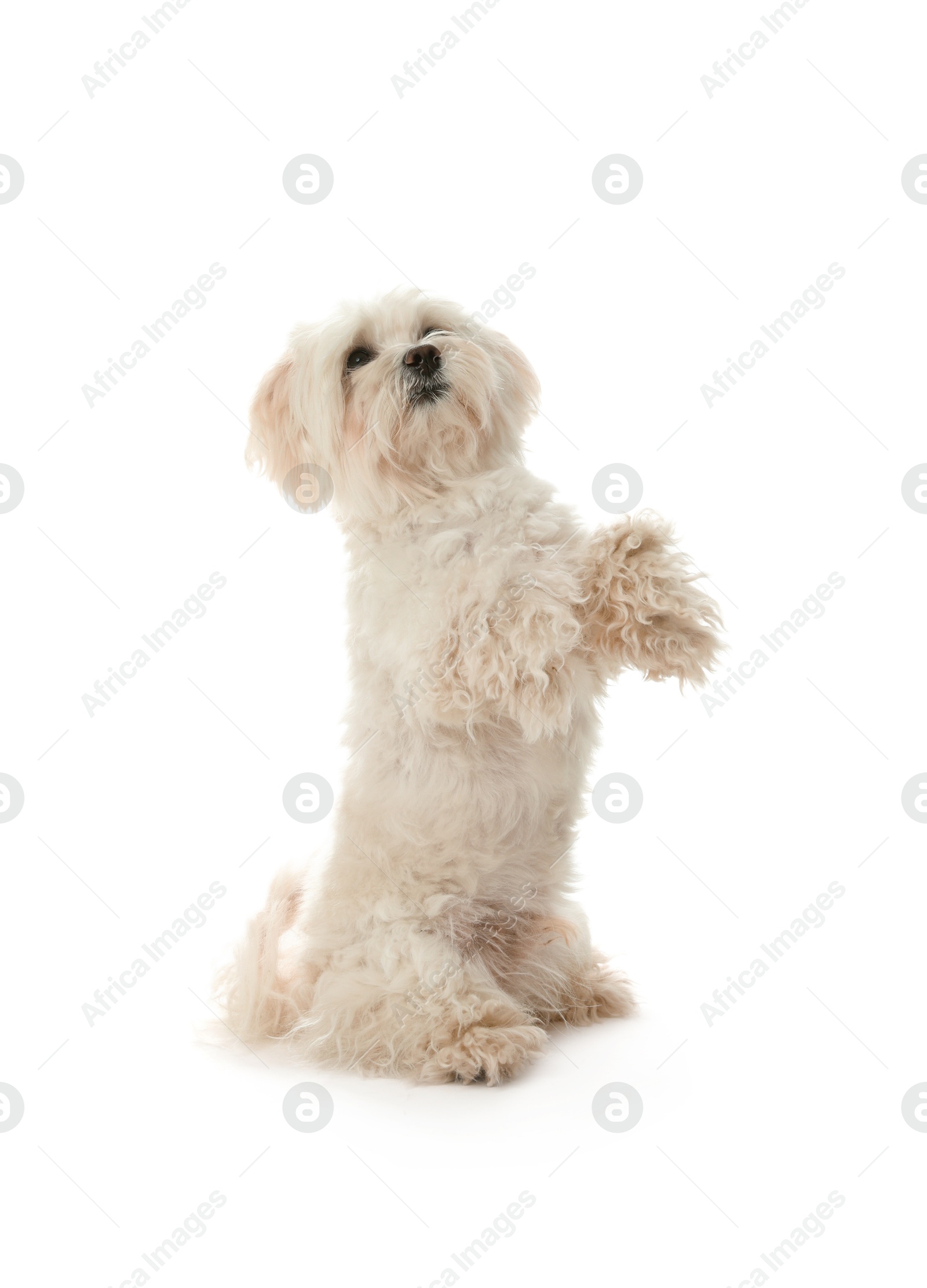 Cute Maltese dog on white background. Adorable pet Photo of Cute Maltese dog on white background. Adorable pet