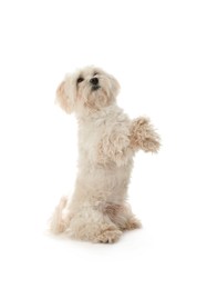 Photo of Cute Maltese dog on white background. Adorable pet