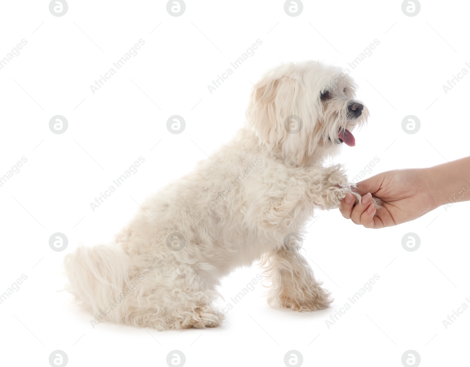 Owner with cute Maltese dog on white background, closeup Photo of Owner with cute Maltese dog on white background, closeup