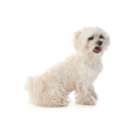 Photo of Cute Maltese dog on white background. Adorable pet