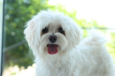 Photo of Cute white Maltese dog at home. Adorable pet