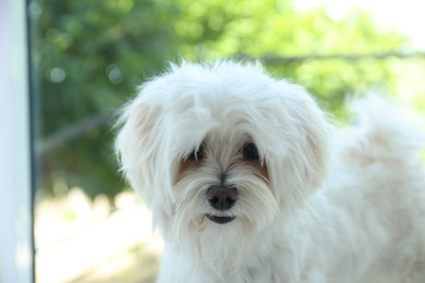 Photo of Cute white Maltese dog at home. Adorable pet