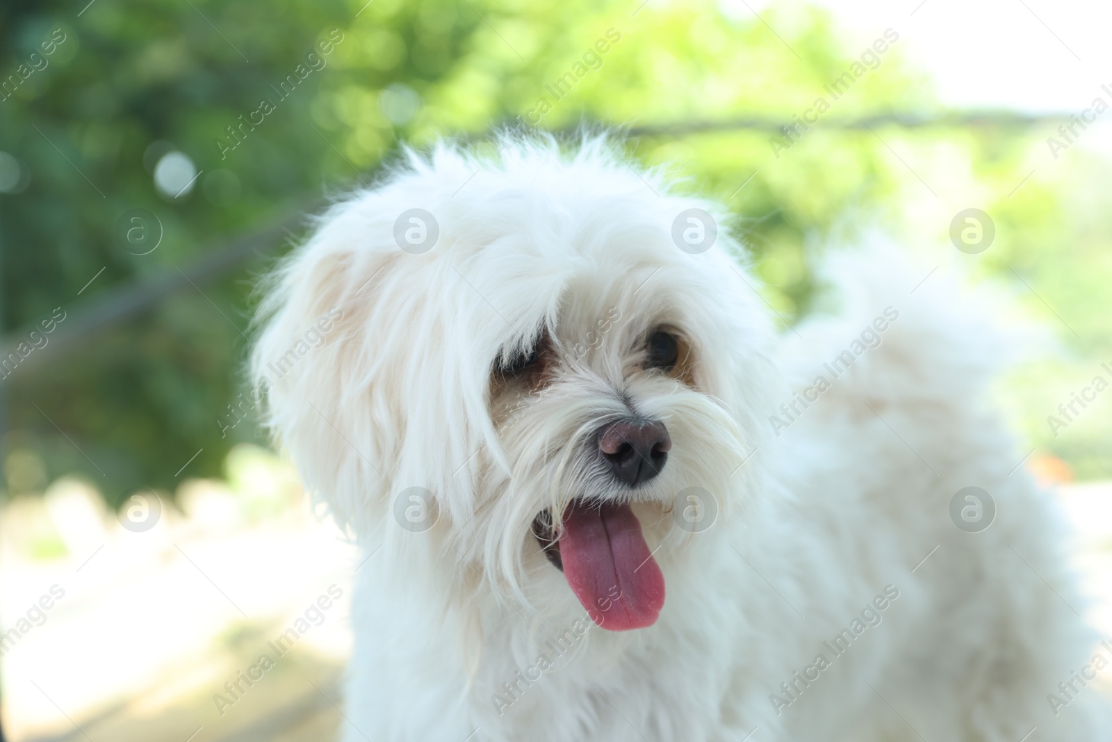 Cute white Maltese dog at home. Adorable pet Photo of Cute white Maltese dog at home. Adorable pet