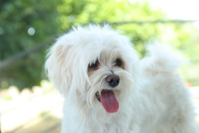 Photo of Cute white Maltese dog at home. Adorable pet