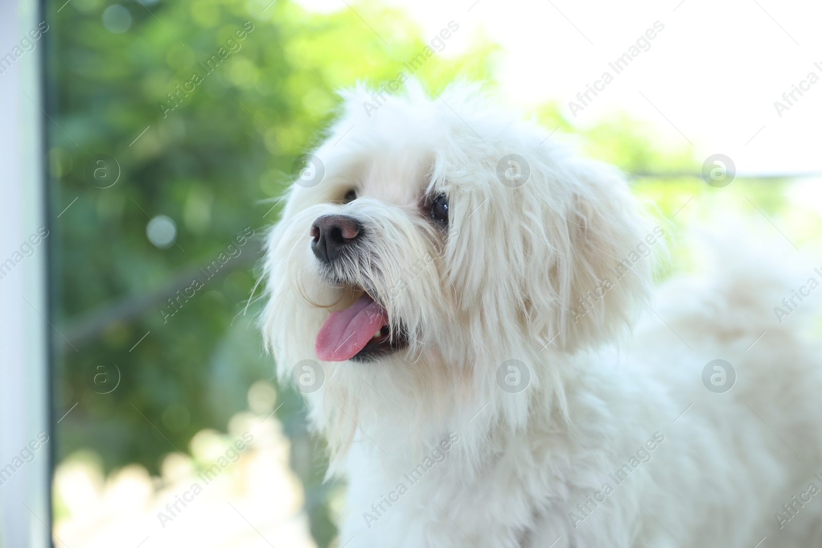 Cute white Maltese dog at home. Adorable pet Photo of Cute white Maltese dog at home. Adorable pet