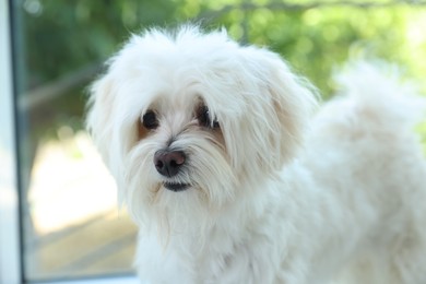 Photo of Cute white Maltese dog at home. Adorable pet