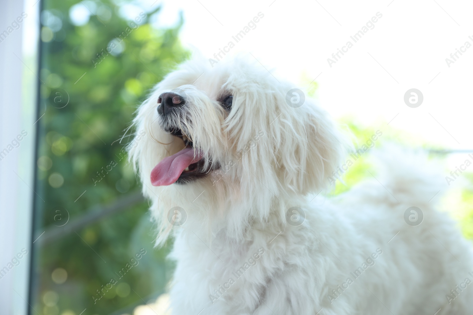 Cute white Maltese dog at home. Adorable pet Photo of Cute white Maltese dog at home. Adorable pet