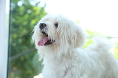 Photo of Cute white Maltese dog at home. Adorable pet