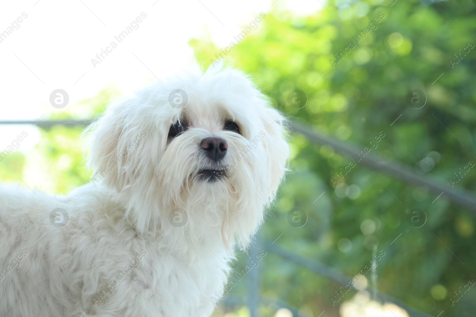 Cute white Maltese dog at home, space for text Photo of Cute white Maltese dog at home, space for text