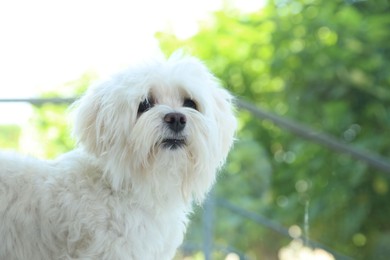 Photo of Cute white Maltese dog at home, space for text