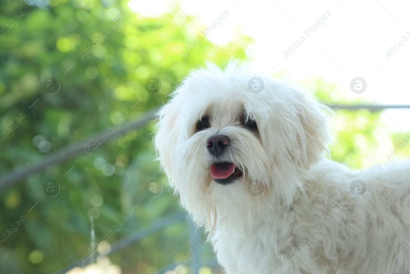 Cute white Maltese dog at home, space for text Photo of Cute white Maltese dog at home, space for text
