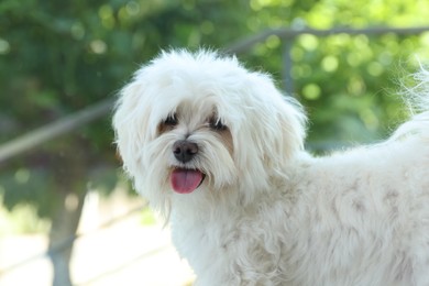 Photo of Cute white Maltese dog at home. Adorable pet