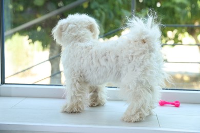 Photo of Cute white Maltese dog at home, back view