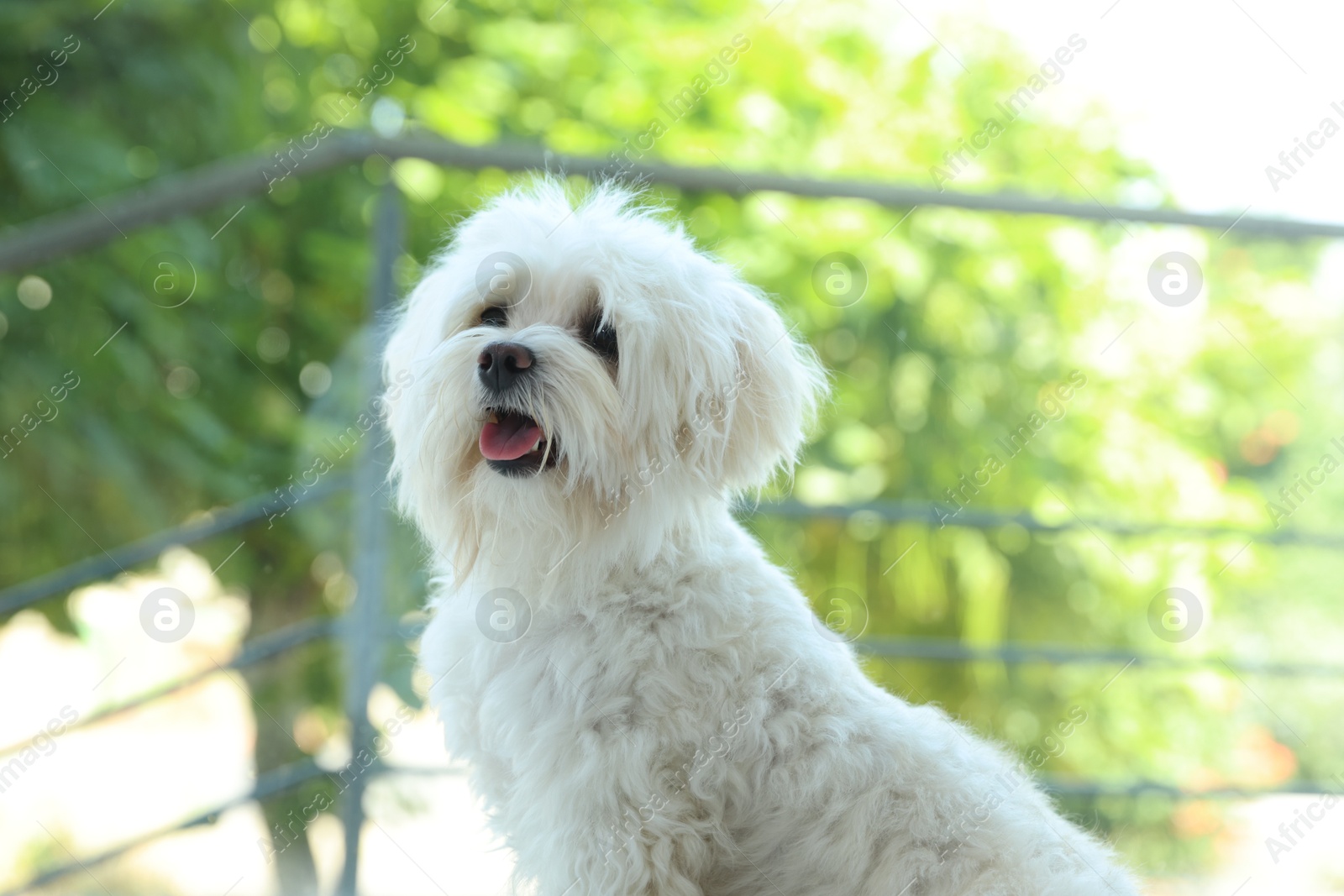 Cute white Maltese dog at home. Adorable pet Photo of Cute white Maltese dog at home. Adorable pet