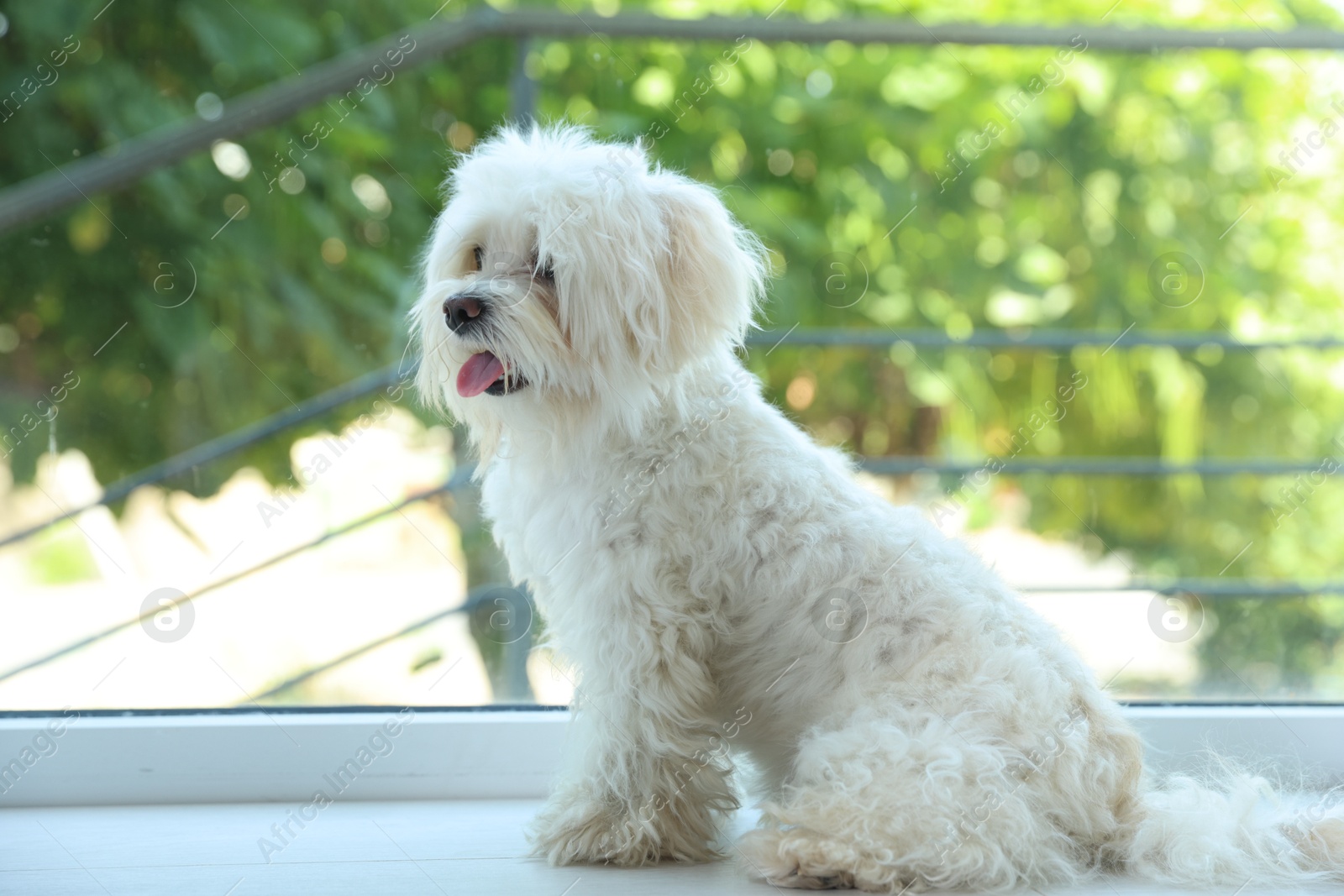 Photo of Cute white Maltese dog at home, space for text