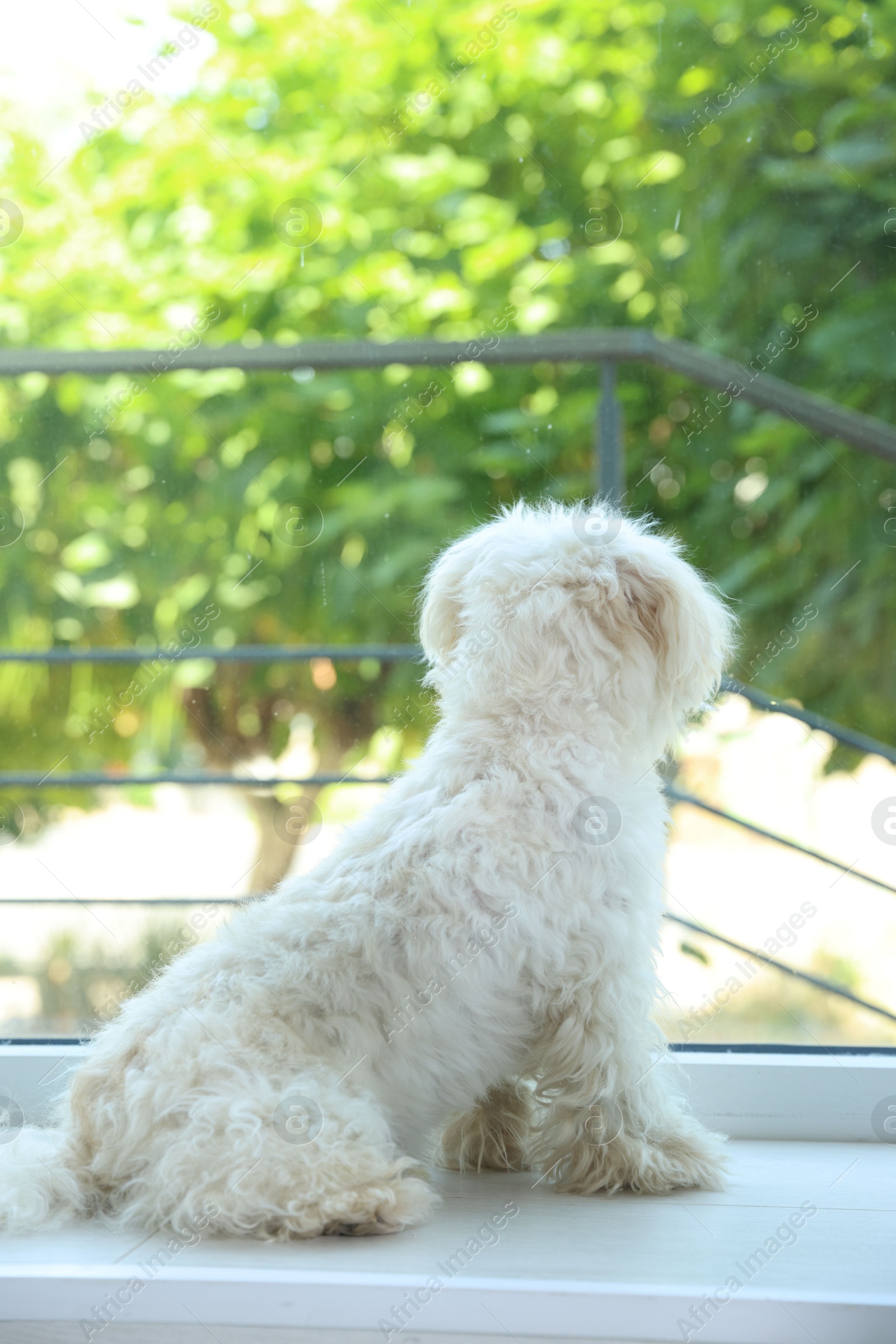 Cute white Maltese dog at home, back view Photo of Cute white Maltese dog at home, back view