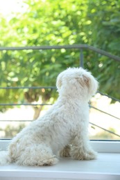 Photo of Cute white Maltese dog at home, back view