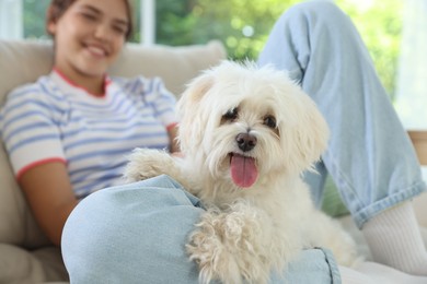 Photo of Happy teenage girl with cute Maltese dog on sofa at home, selective focus