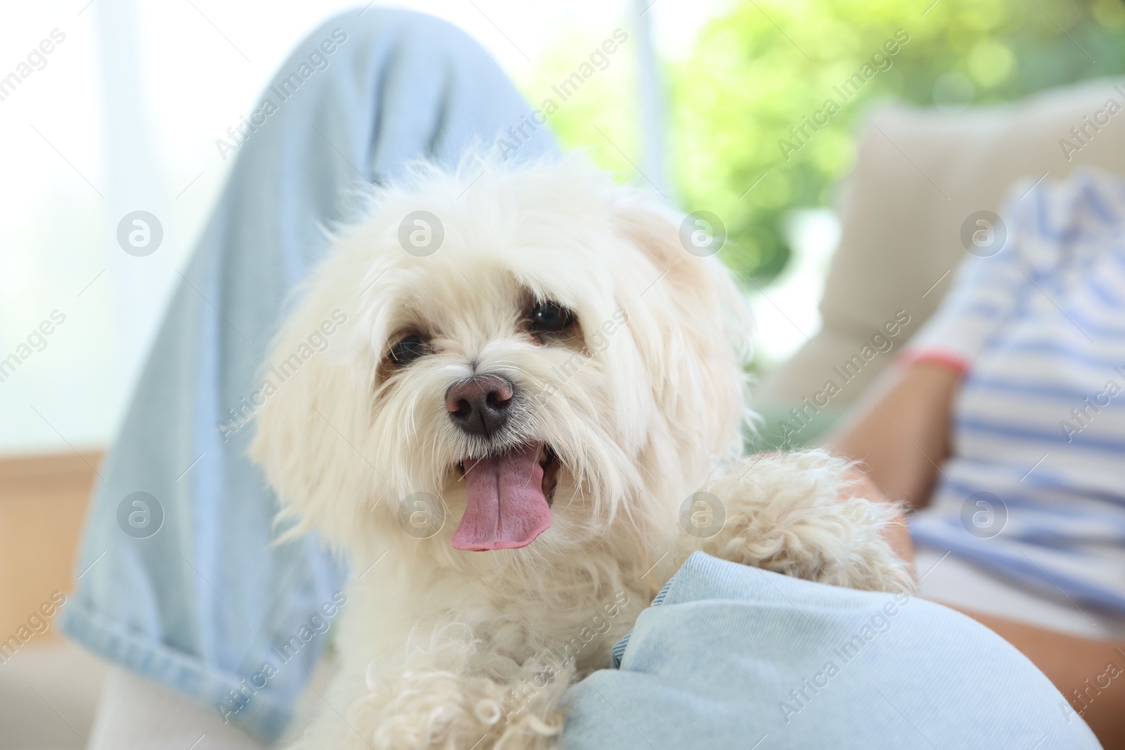 Teenage girl with cute Maltese dog at home, closeup Photo of Teenage girl with cute Maltese dog at home, closeup