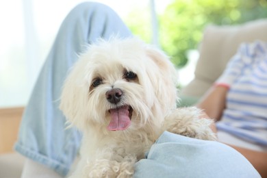 Photo of Teenage girl with cute Maltese dog at home, closeup