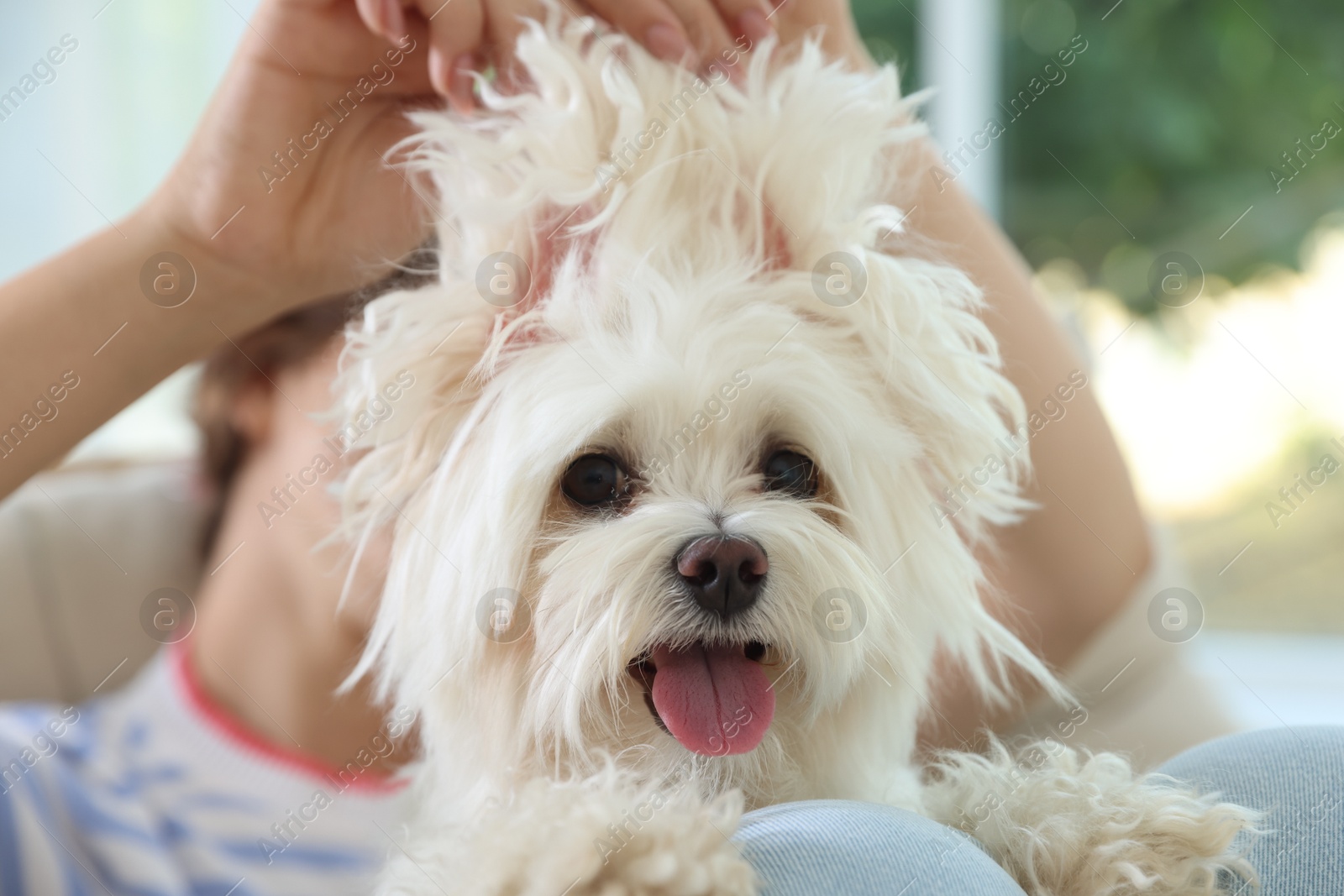 Teenage girl with cute Maltese dog at home, closeup Photo of Teenage girl with cute Maltese dog at home, closeup