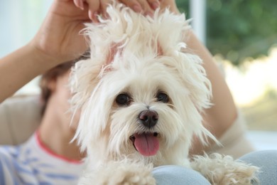 Photo of Teenage girl with cute Maltese dog at home, closeup