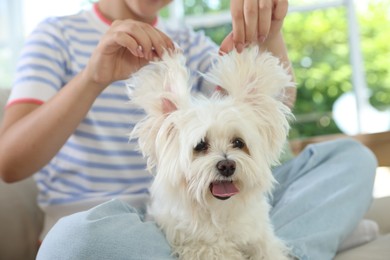 Photo of Teenage girl with cute Maltese dog at home, closeup