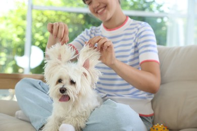 Photo of Happy teenage girl with cute Maltese dog on sofa at home, selective focus
