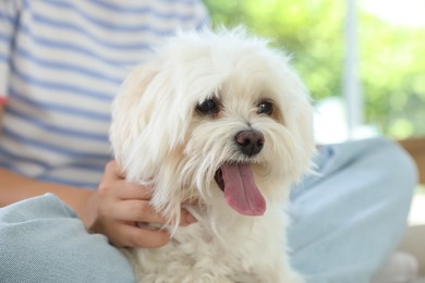 Photo of Teenage girl with cute Maltese dog at home, closeup
